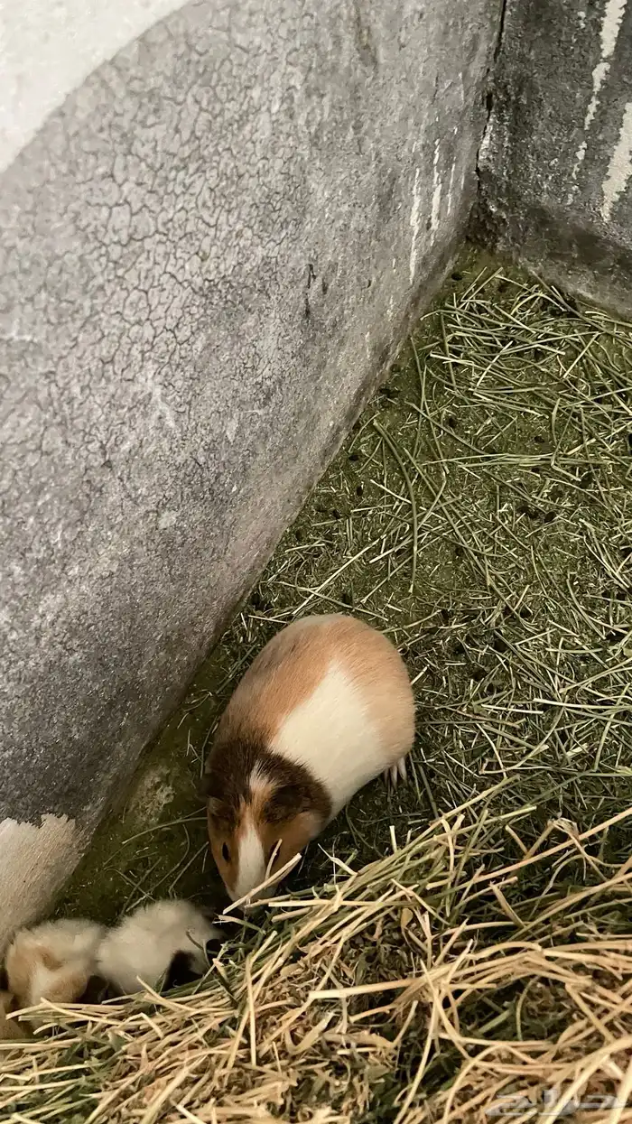 وبران بلدي و أمريكي 8