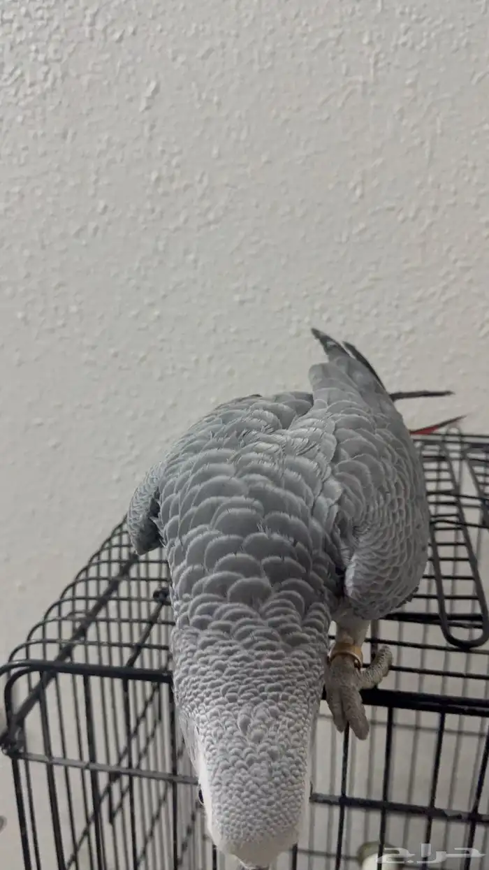 فرخ كاكسو اليف وهدد 6