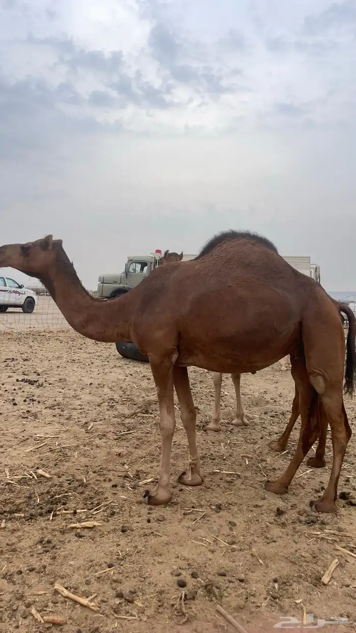 خلفه و ثنتين جنب سواحل طيبه 5