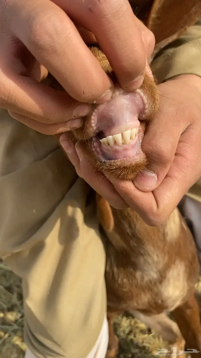 معزا جنوبيه مراح واحد 2