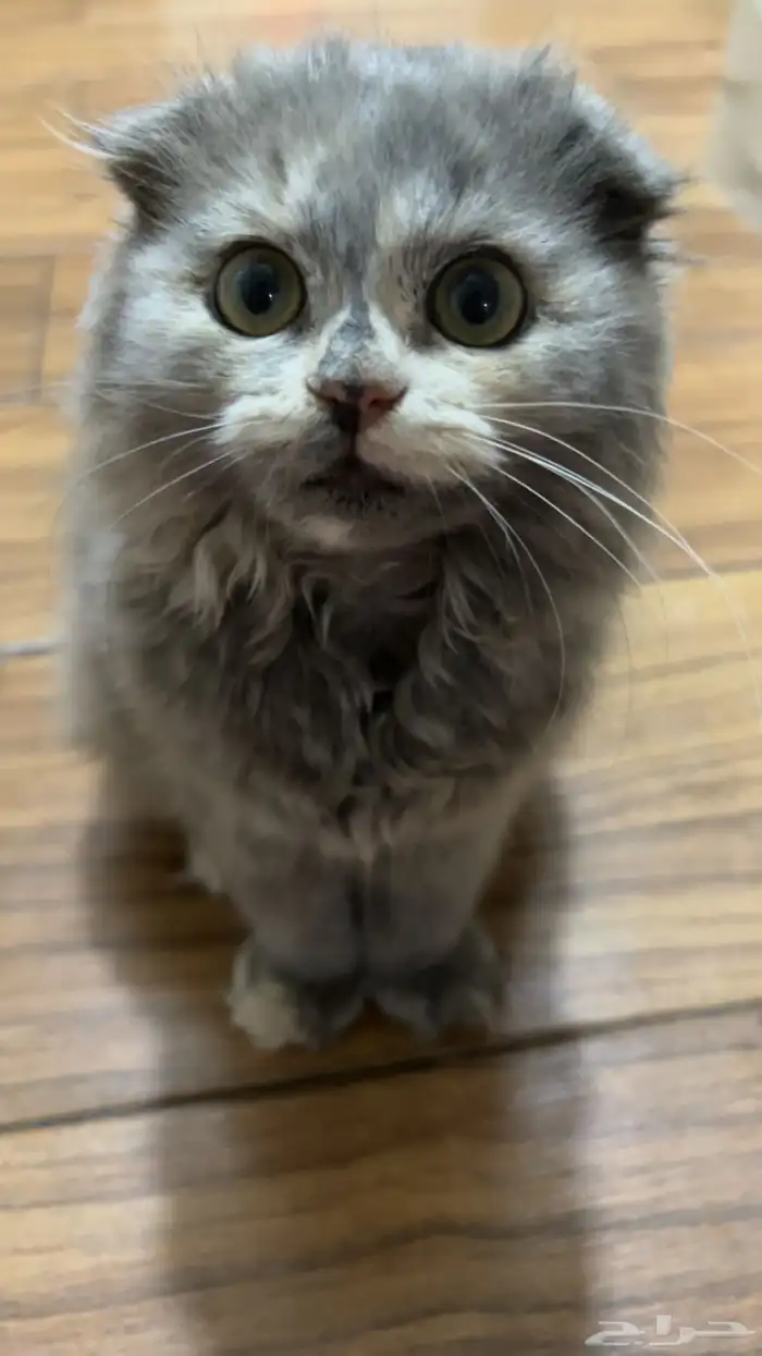 قطوه سكوتش للبيع ب 100 مع اغراضها إلا الرمل 2