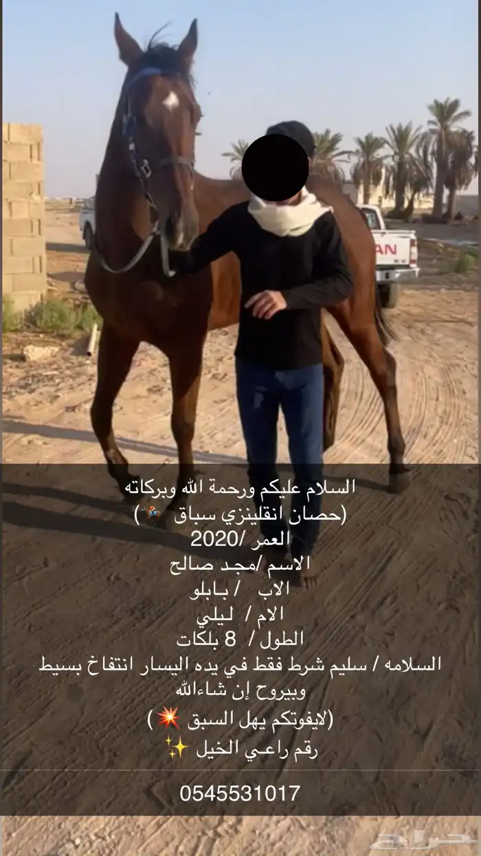 حصان انقلينزي سباق 0