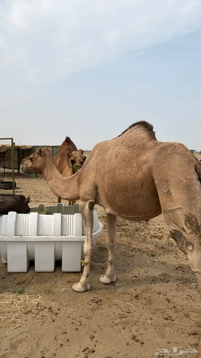 نياق سواحل لقح 1