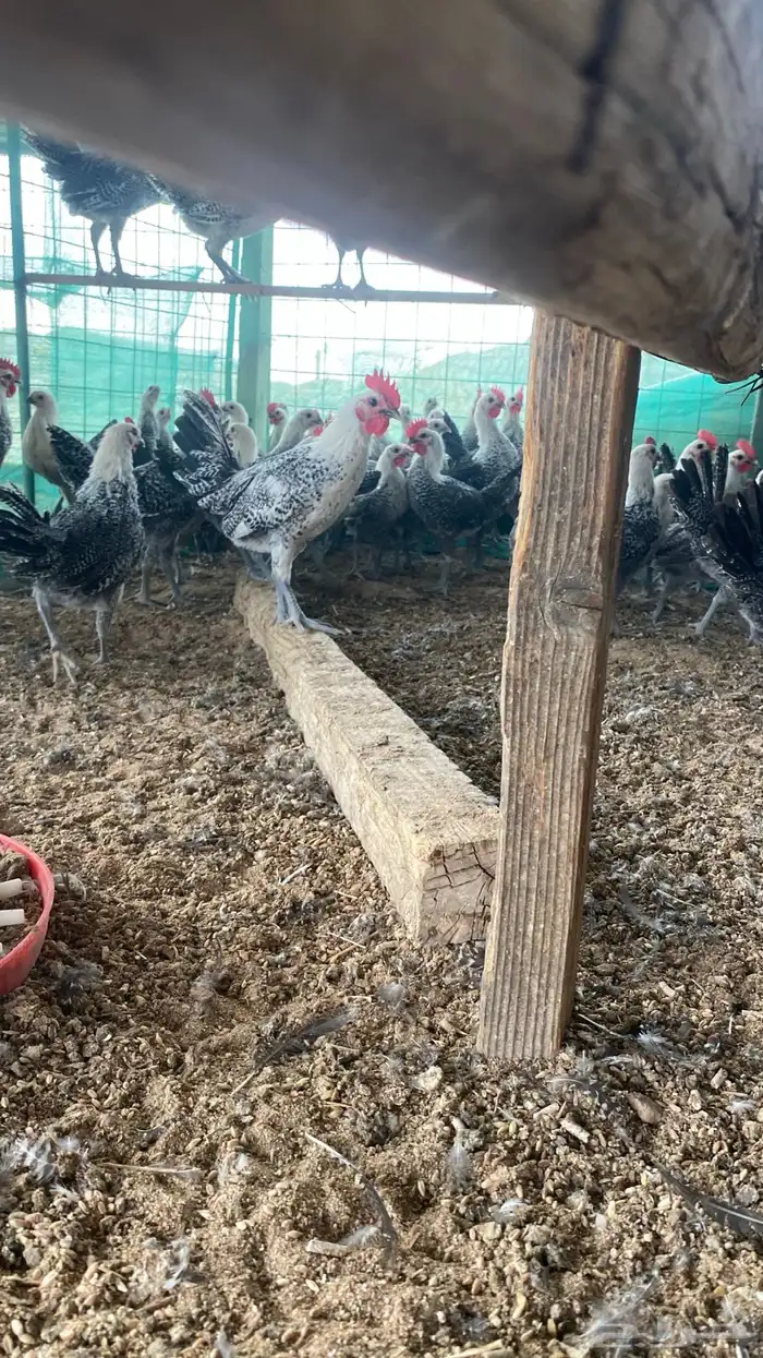 صيصان دجاج فيومي 3