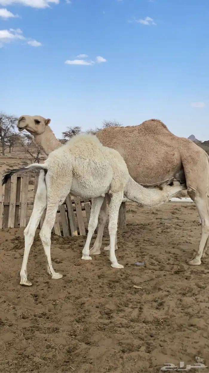 خلفة للبيع 3