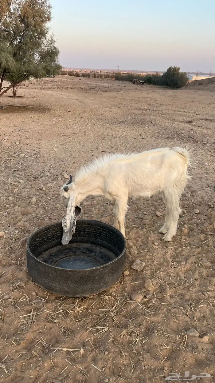 تيس مشروك ابيض طيب يقرع شرط 0