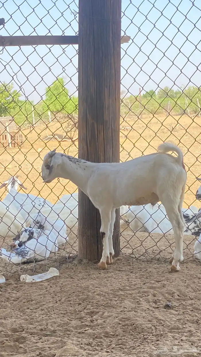 اثنين تيوس مشاريع 3