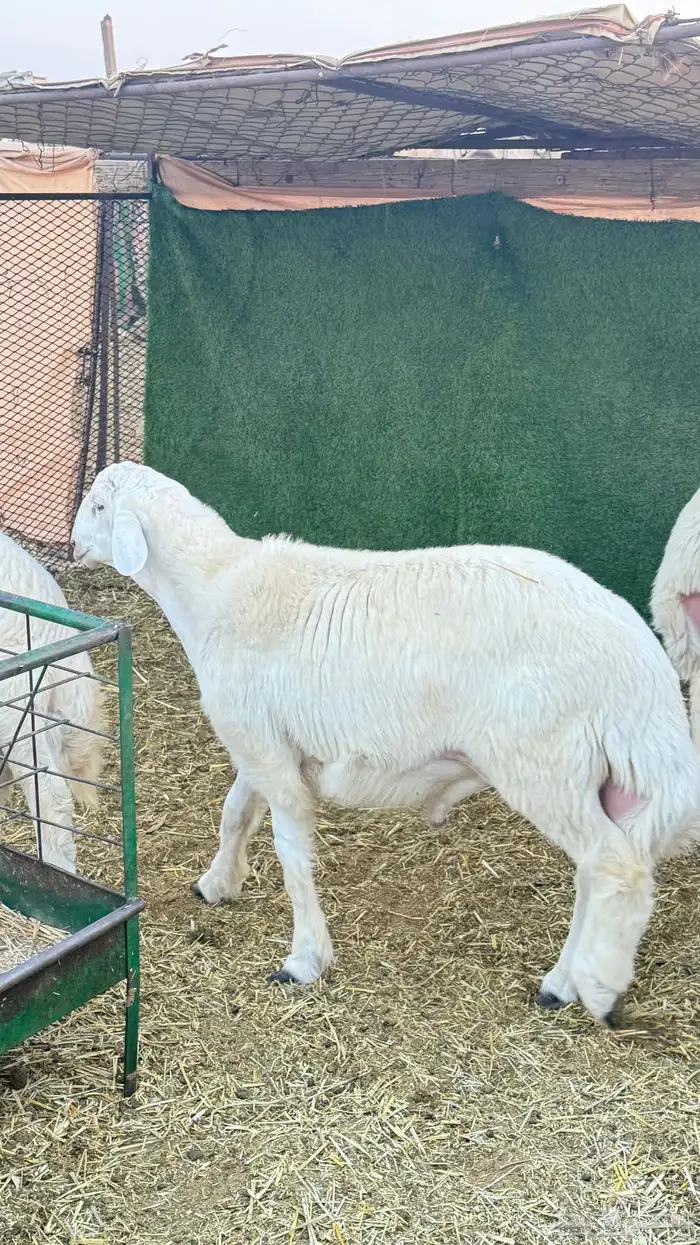 مشاريع فحول فحل حري 1