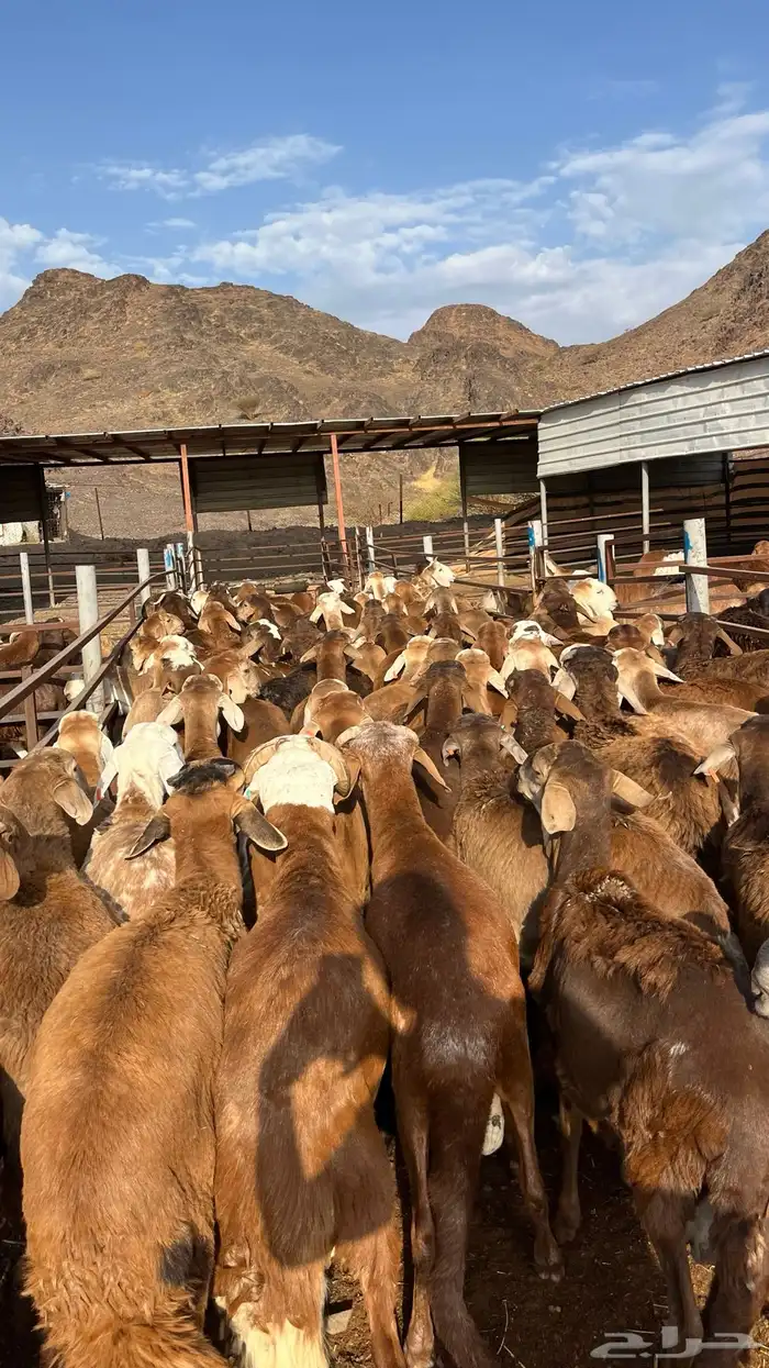 طليان سواكن جادعان حمري مرابى 0