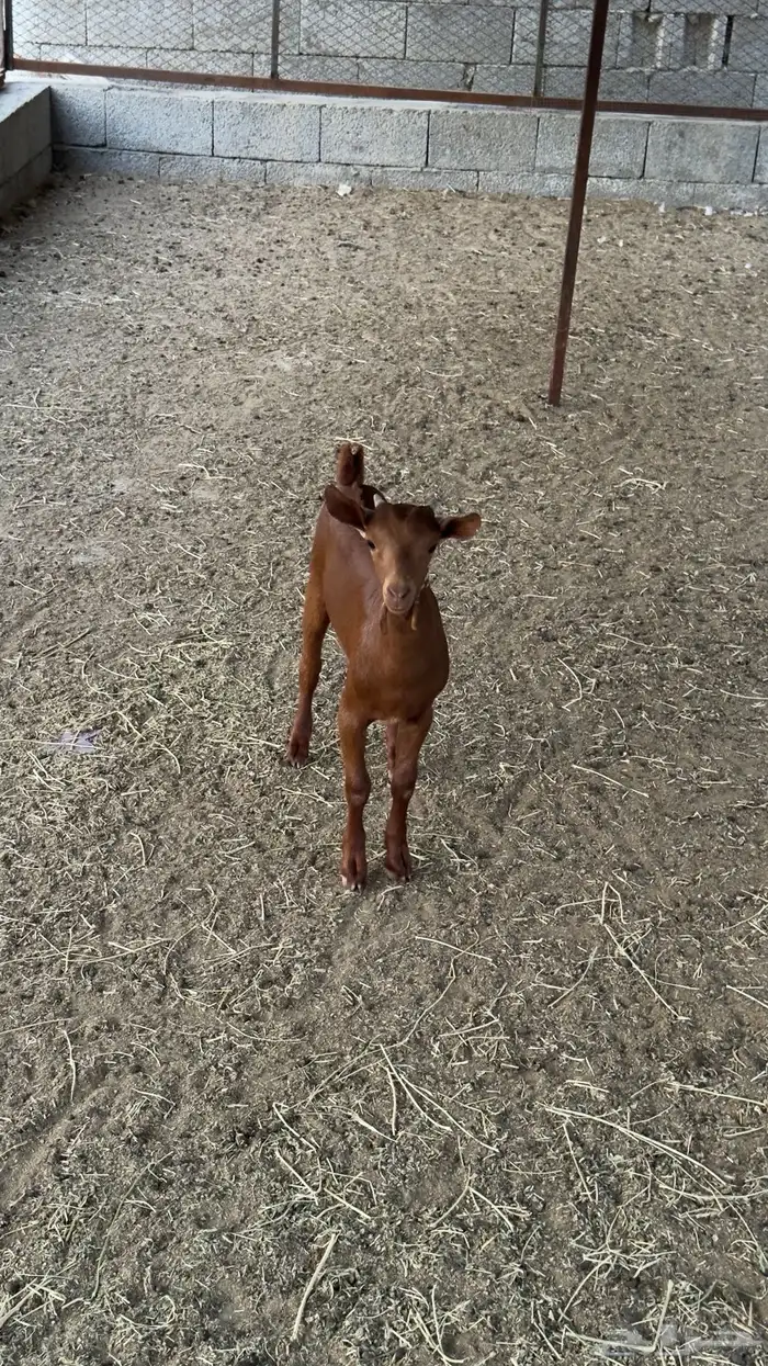 تيس لباني فل شحم 2