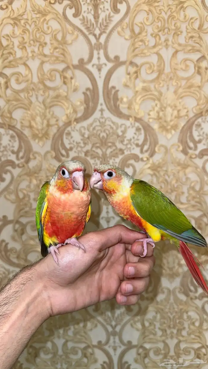 فروخ كنيور ريد فاكتور 1