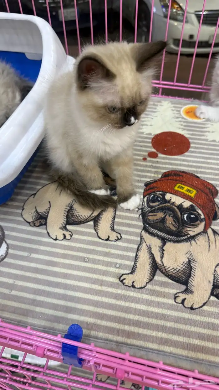 قطط انثى للبيع 1