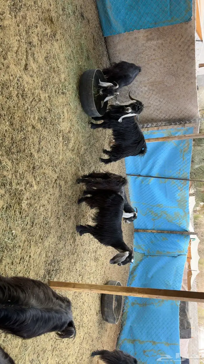 معزى دفيع بفحلها 0