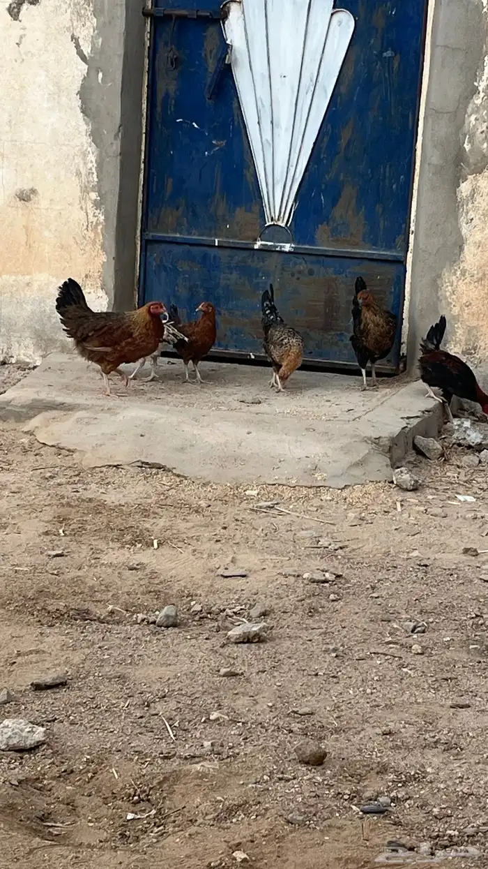 دجاج شرط كفو ديك صغير و5اناثي 2