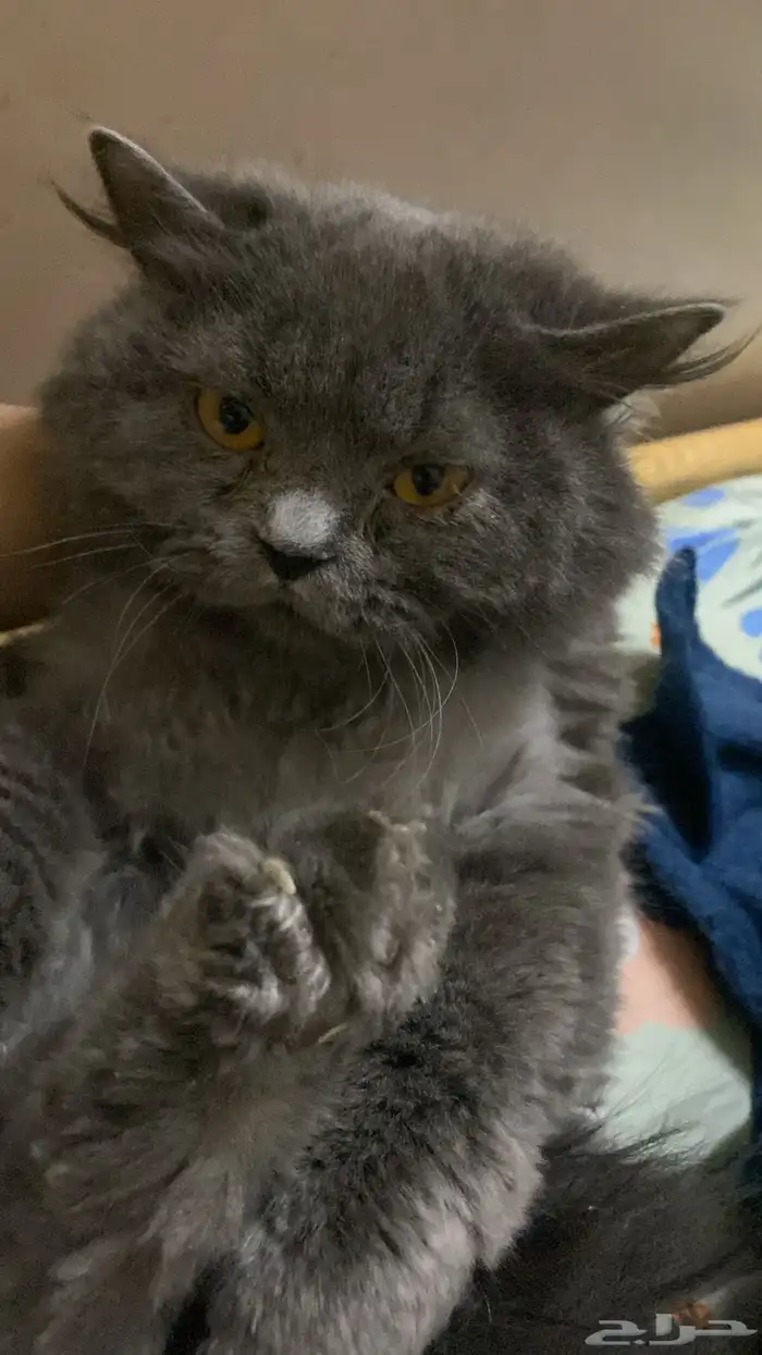 فندقة وحيوانات أليفه وقطط القصيم 5