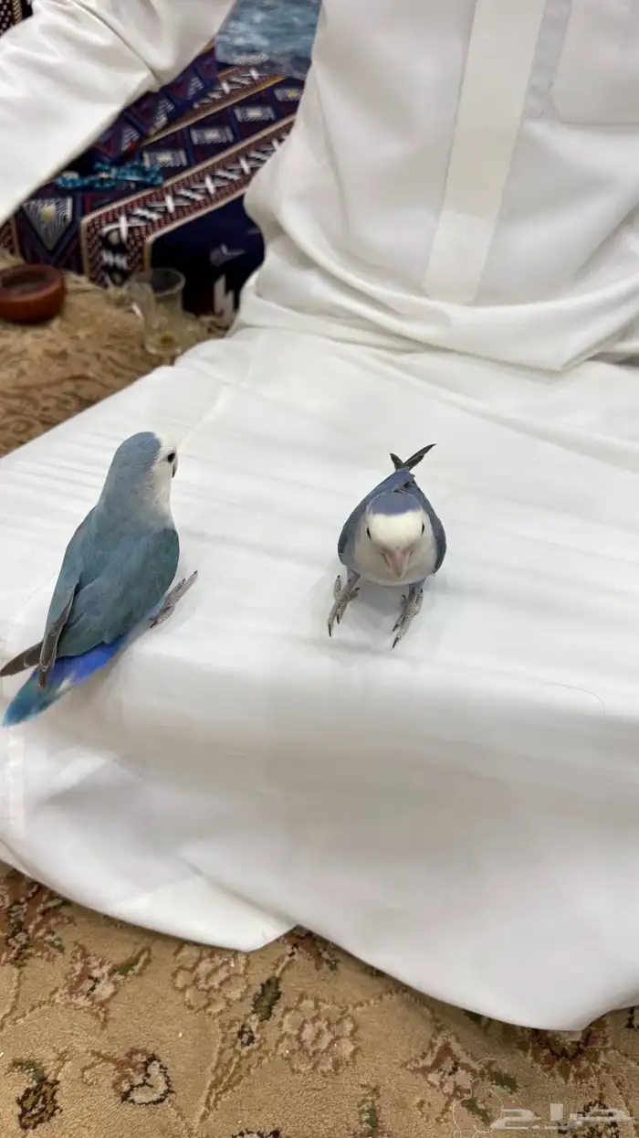 زوج روز منتج والليف 16