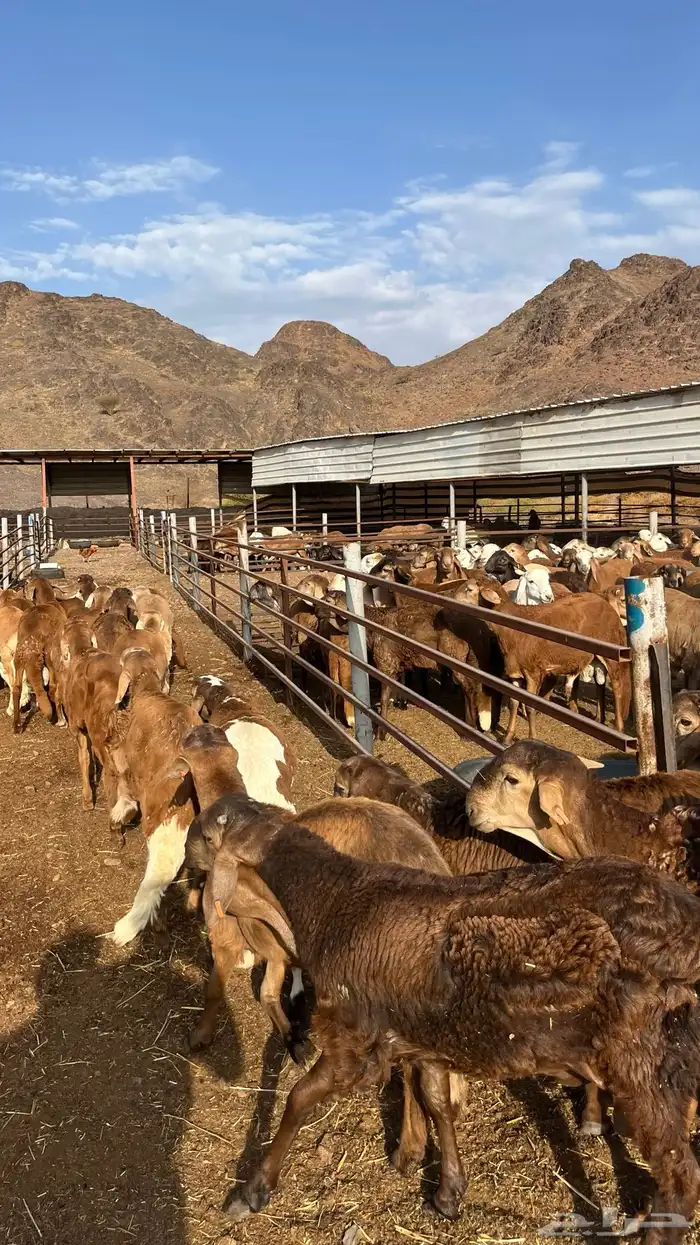 طليان سواكن جادعان حمري مرابى 19