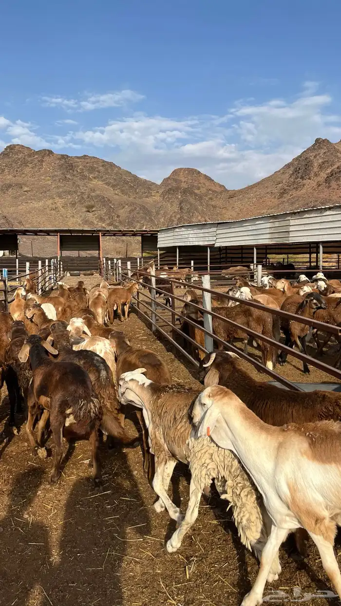 طليان سواكن جادعان حمري مرابى 14