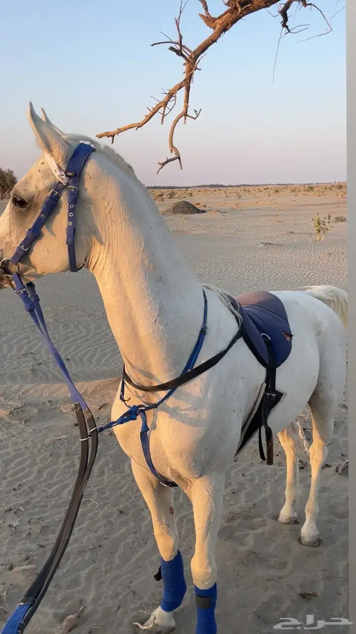 حصان بيع شعبي 1