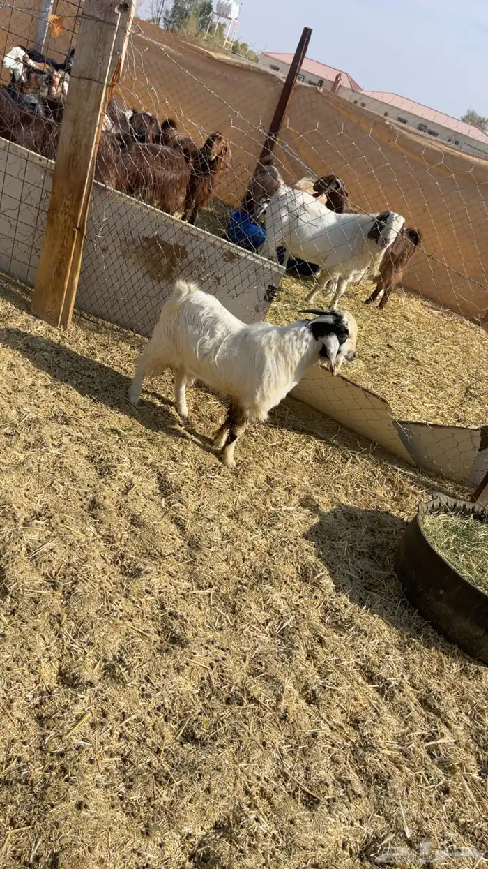 تيوس مشاريع فحول هجين بورقوت 0