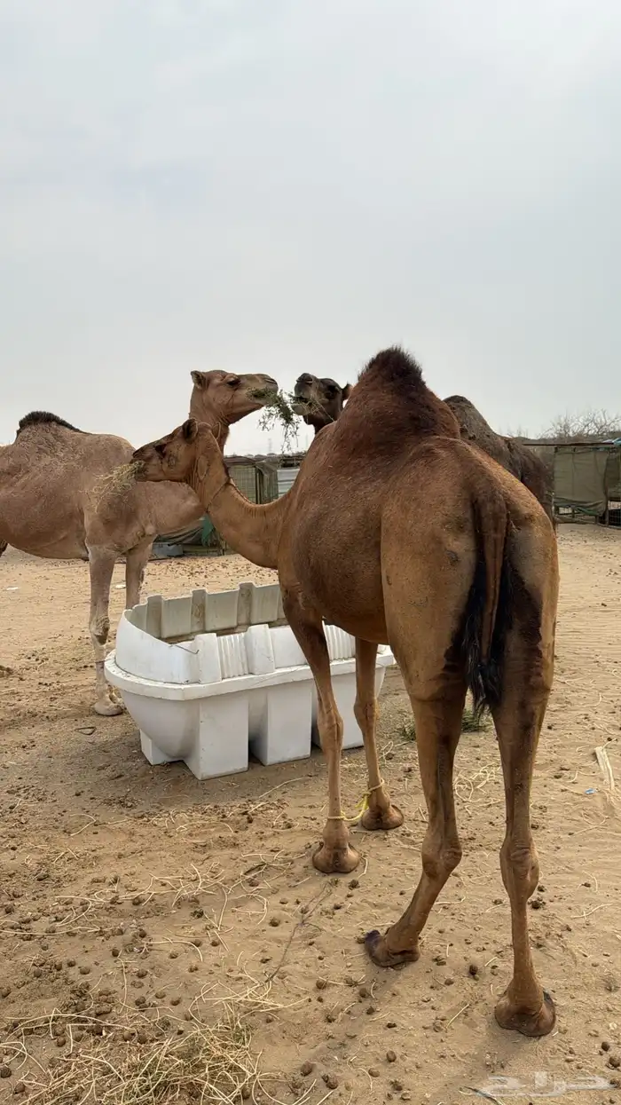 نياق سواحل لقح 8