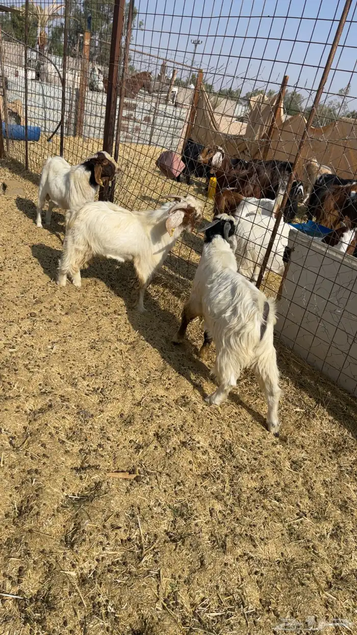 تيوس مشاريع فحول هجين بورقوت 2