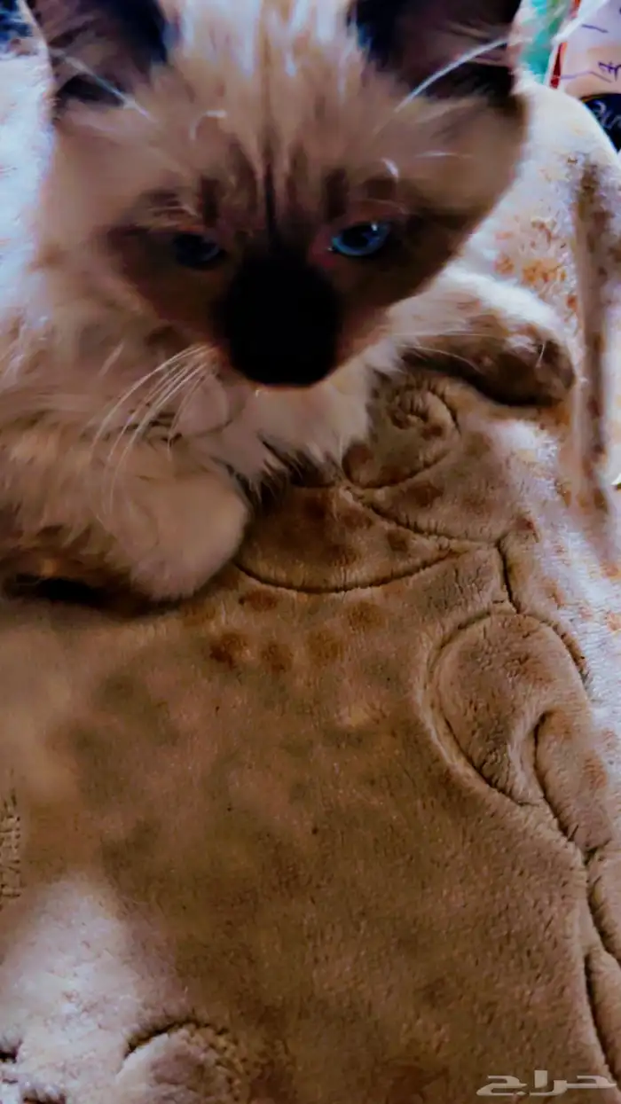 للبيع قط الهيمالايا 3