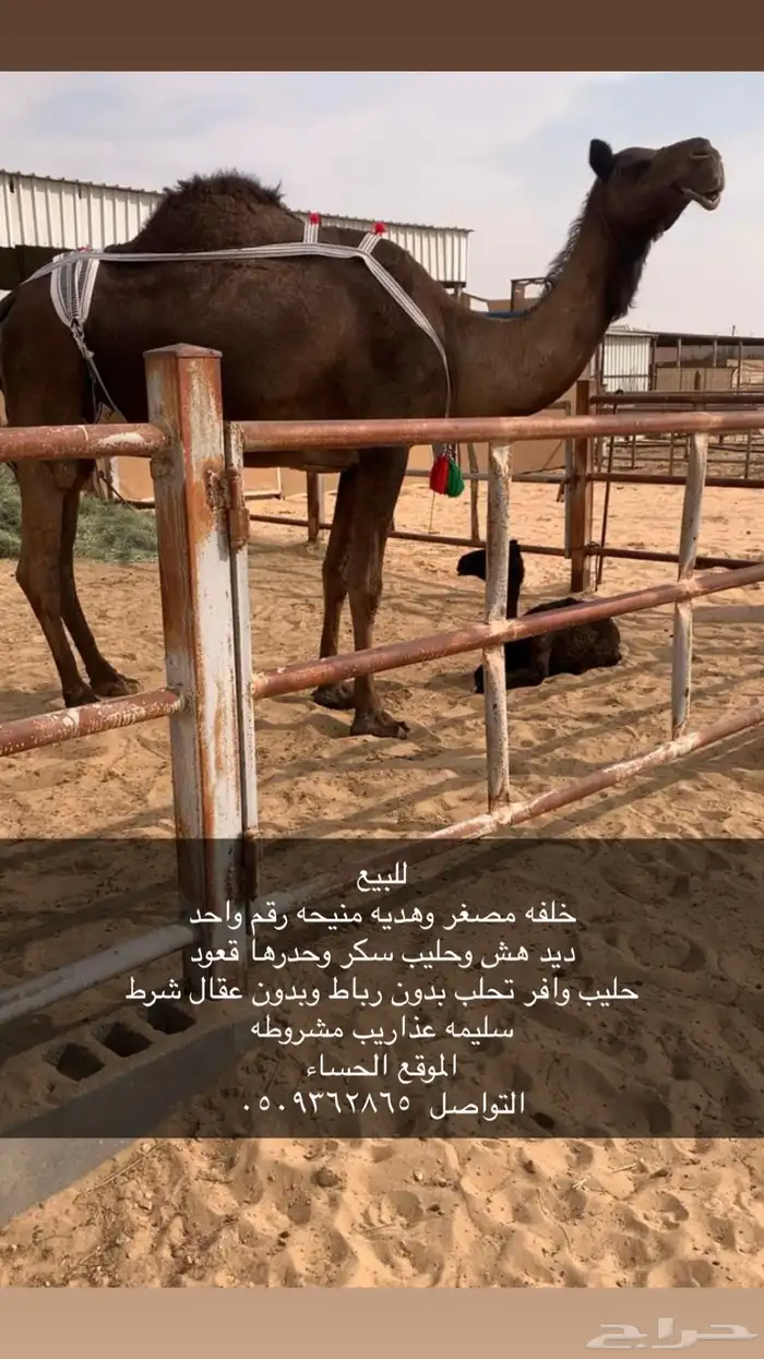 خلفه مصغر تصلح لهل الاستراحات حليب وافر وسكر 0