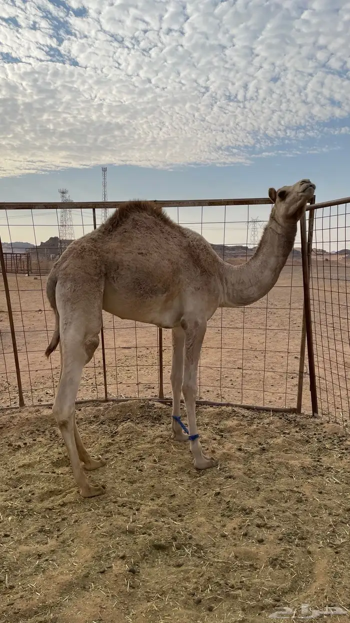 بكره سلاله طيبه 0