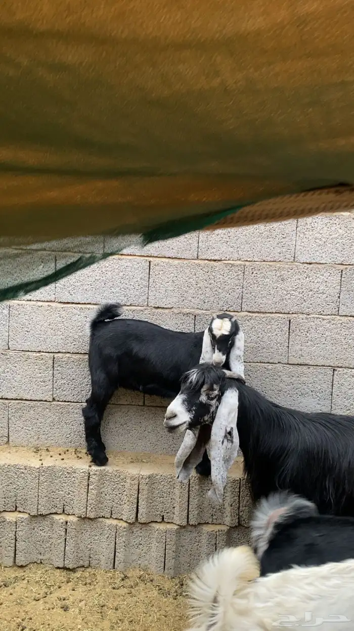 عنز عارضيه معها جفره 2