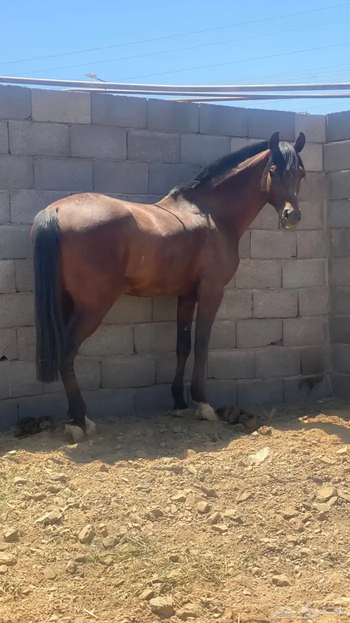 حصان شعبي شيخ 1