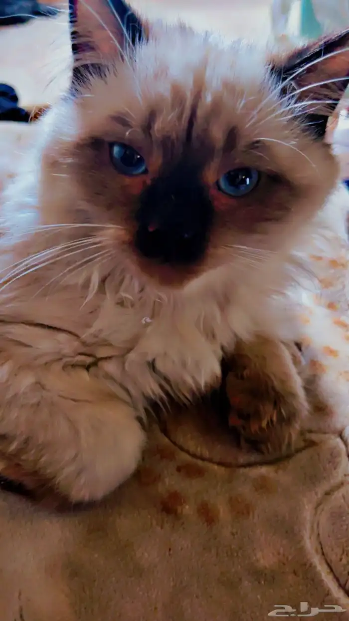 للبيع قط الهيمالايا 0
