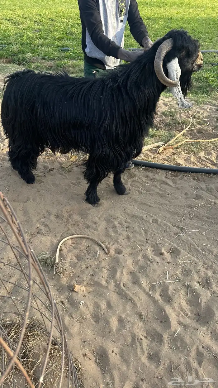 تيس عارضي وتيس حبشي صنف الصنف 3