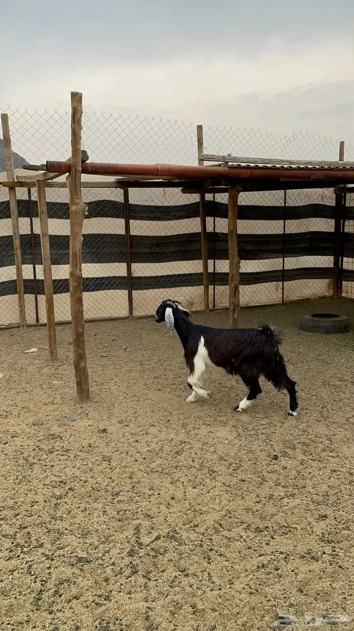 جفار ذبايح طيبه بالحيل(تم البيع) 4