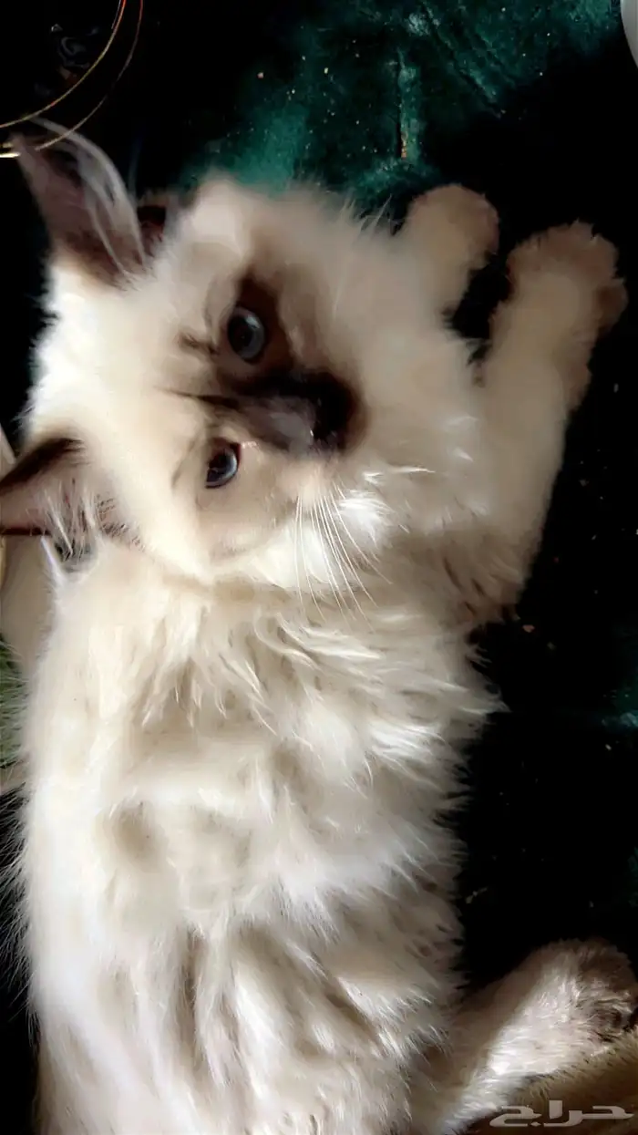 للبيع قط الهيمالايا 2