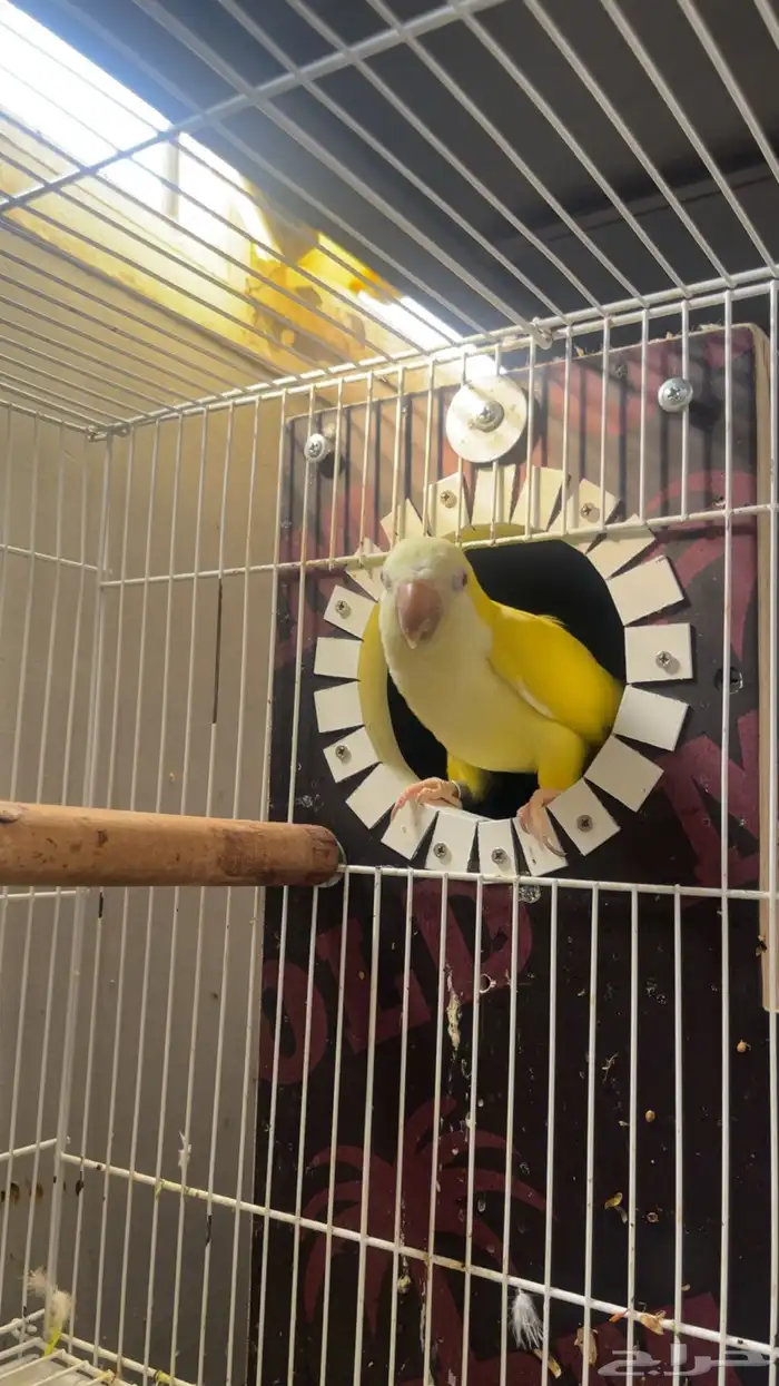 جوز كويكر لاتينو منتج 12