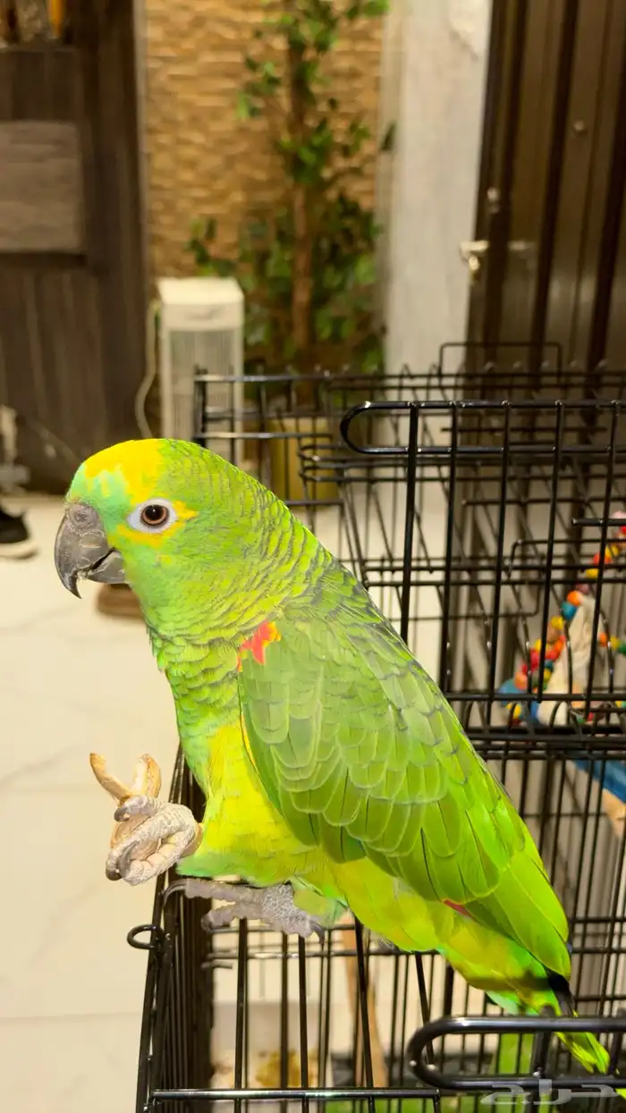 ببغاء امازوني بلوفرنتد جاكو 5