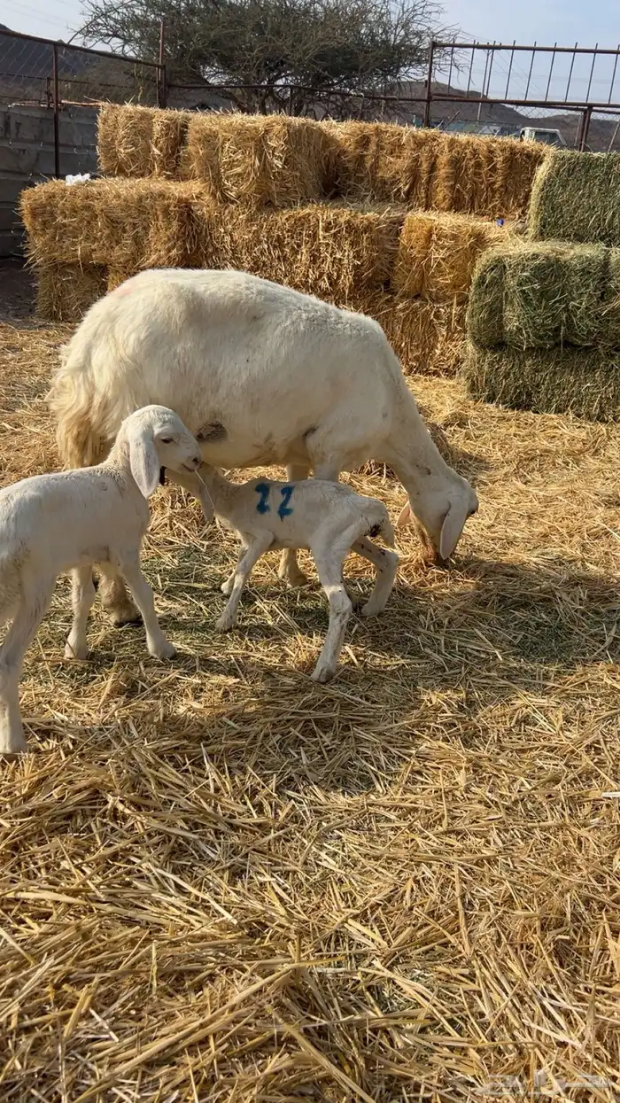 نعجه تحتها ثنين 0