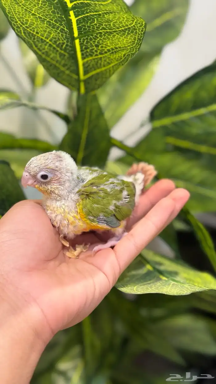 فرخ كنيور انناس رد فاكتور 1