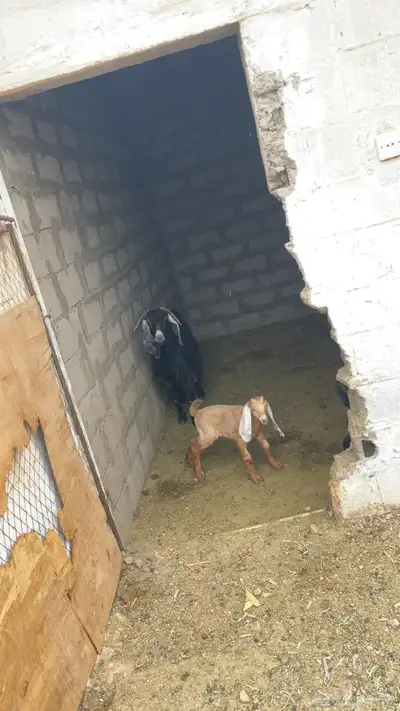 معزاء للبيع index