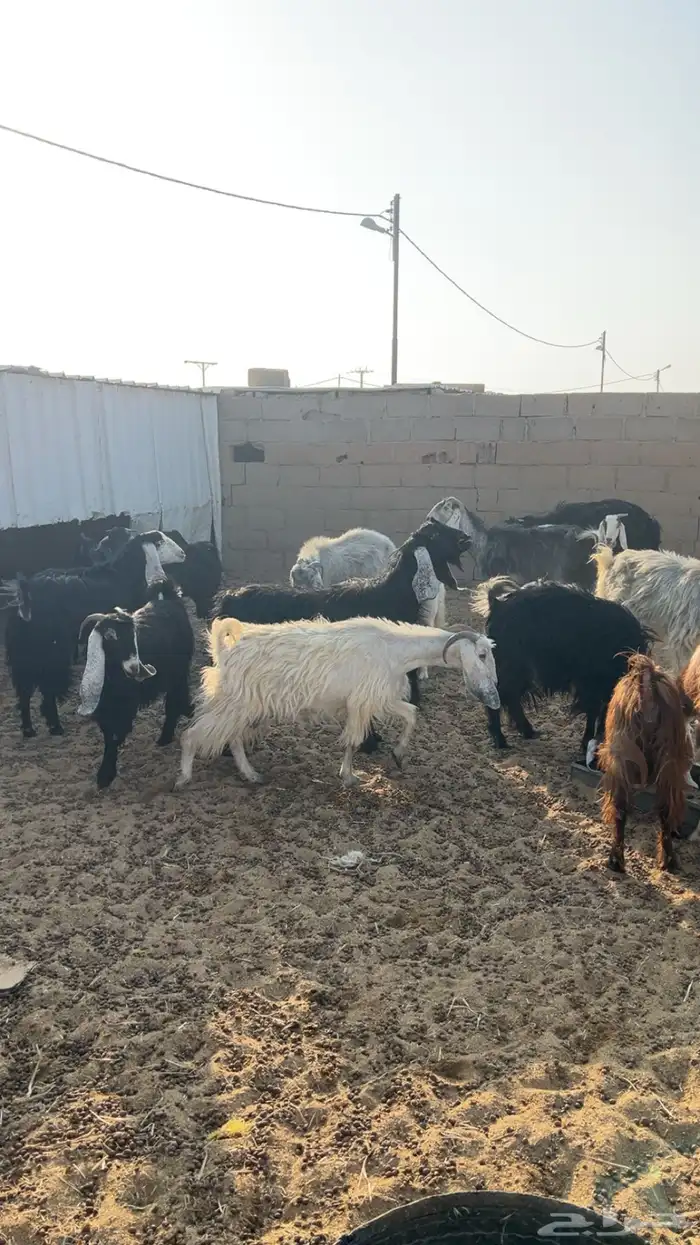 للبيع معزاء 1