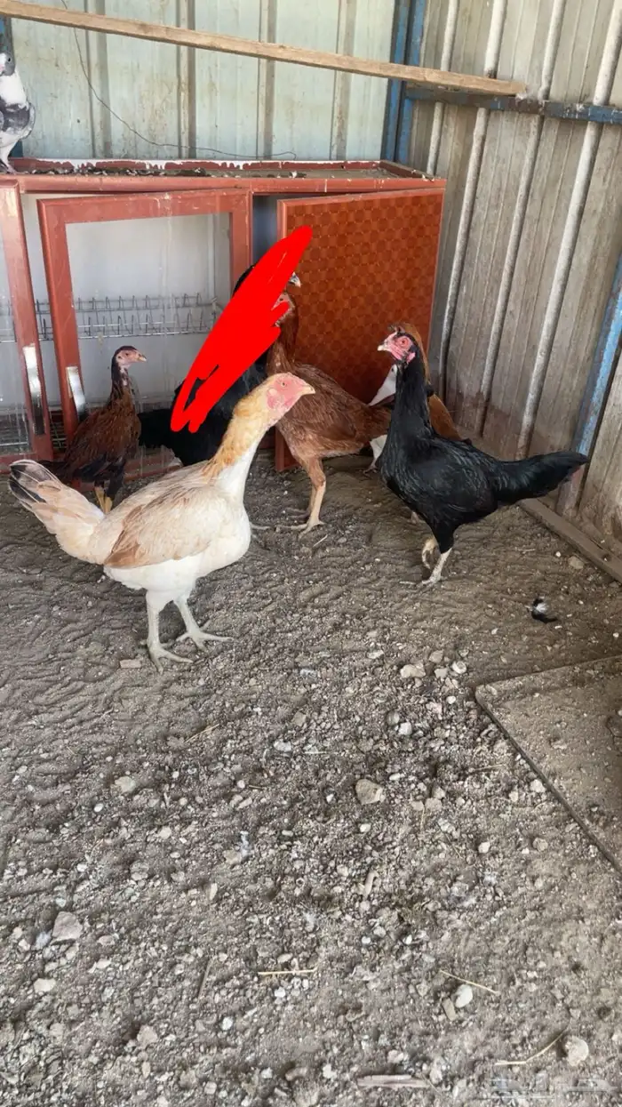 دجاج باكستاني 1