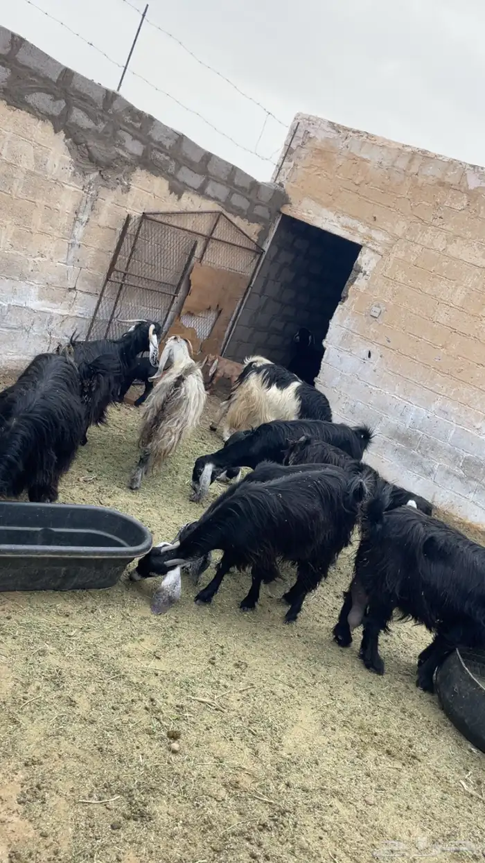 معزاء للبيع 2