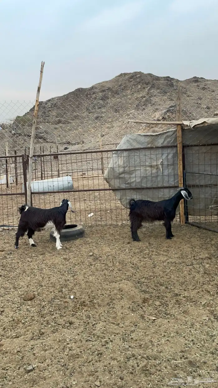 جفار ذبايح طيبه بالحيل(تم البيع) 2