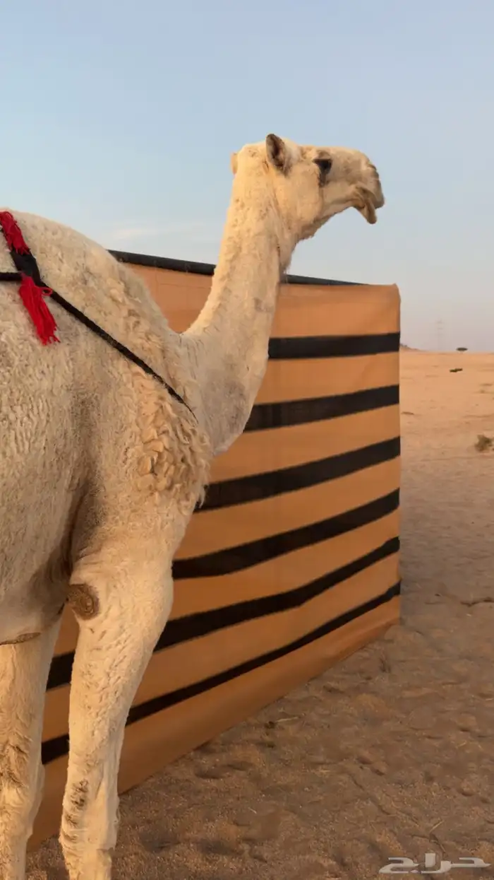 ثنو وضحا تحتها حوار كفو 1