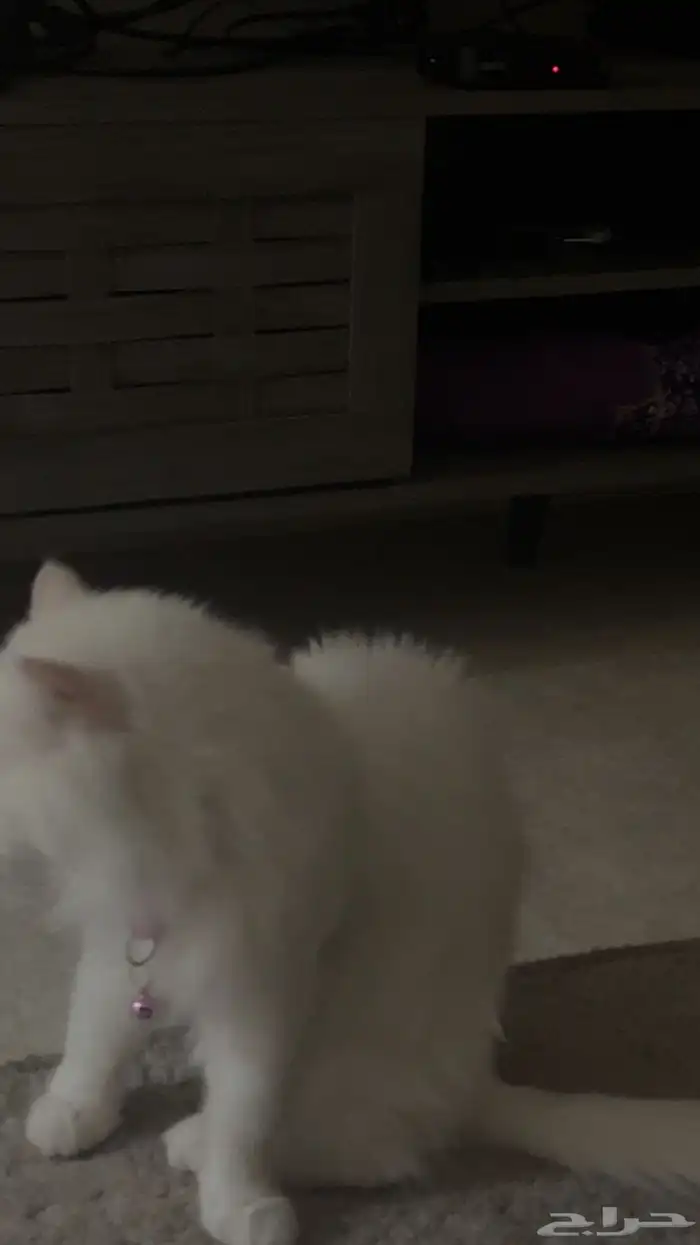 القطه و أغراضها 0