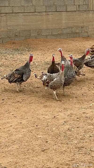 دجاج رومي index