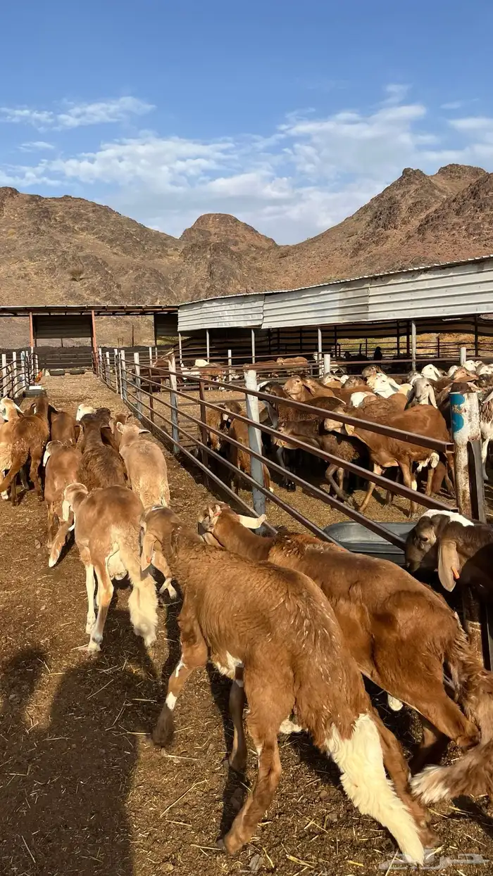 طليان سواكن جادعان حمري مرابى 22