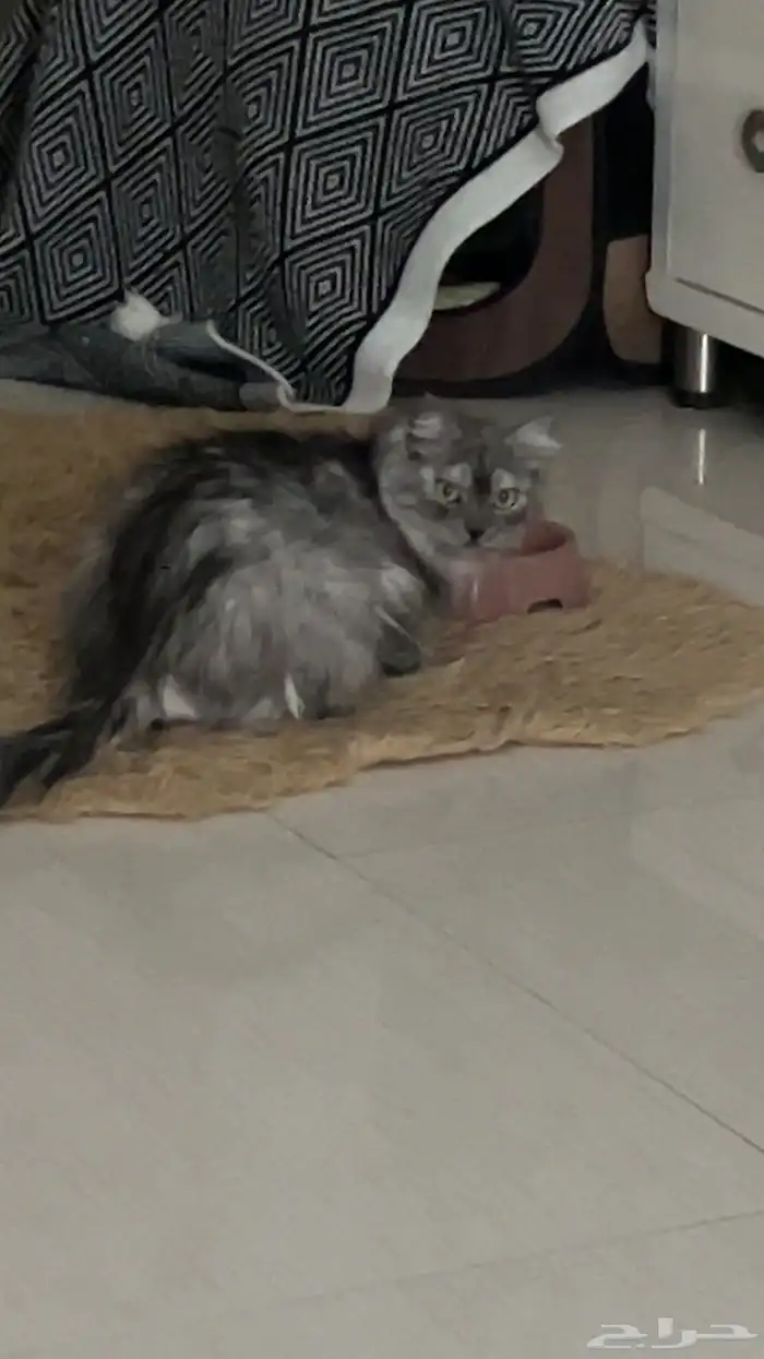 قطط تبني اعمارهم سنه ونص 1