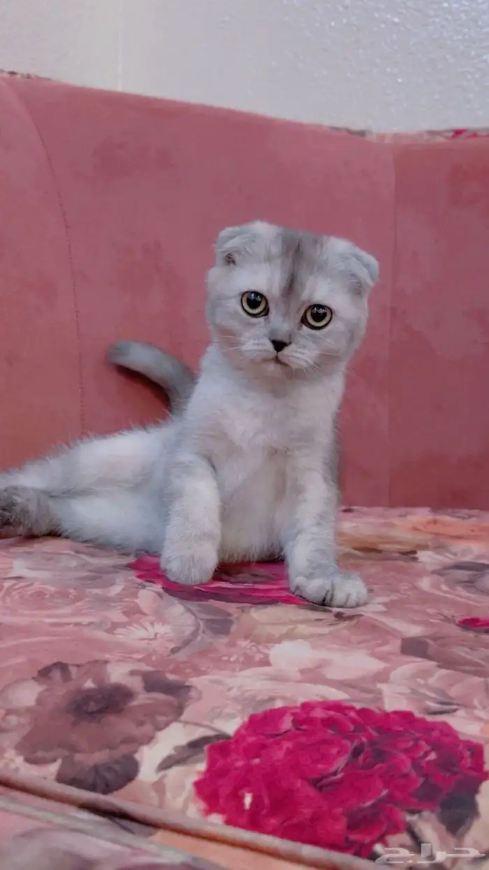 قطه سكوتش للبيع 5